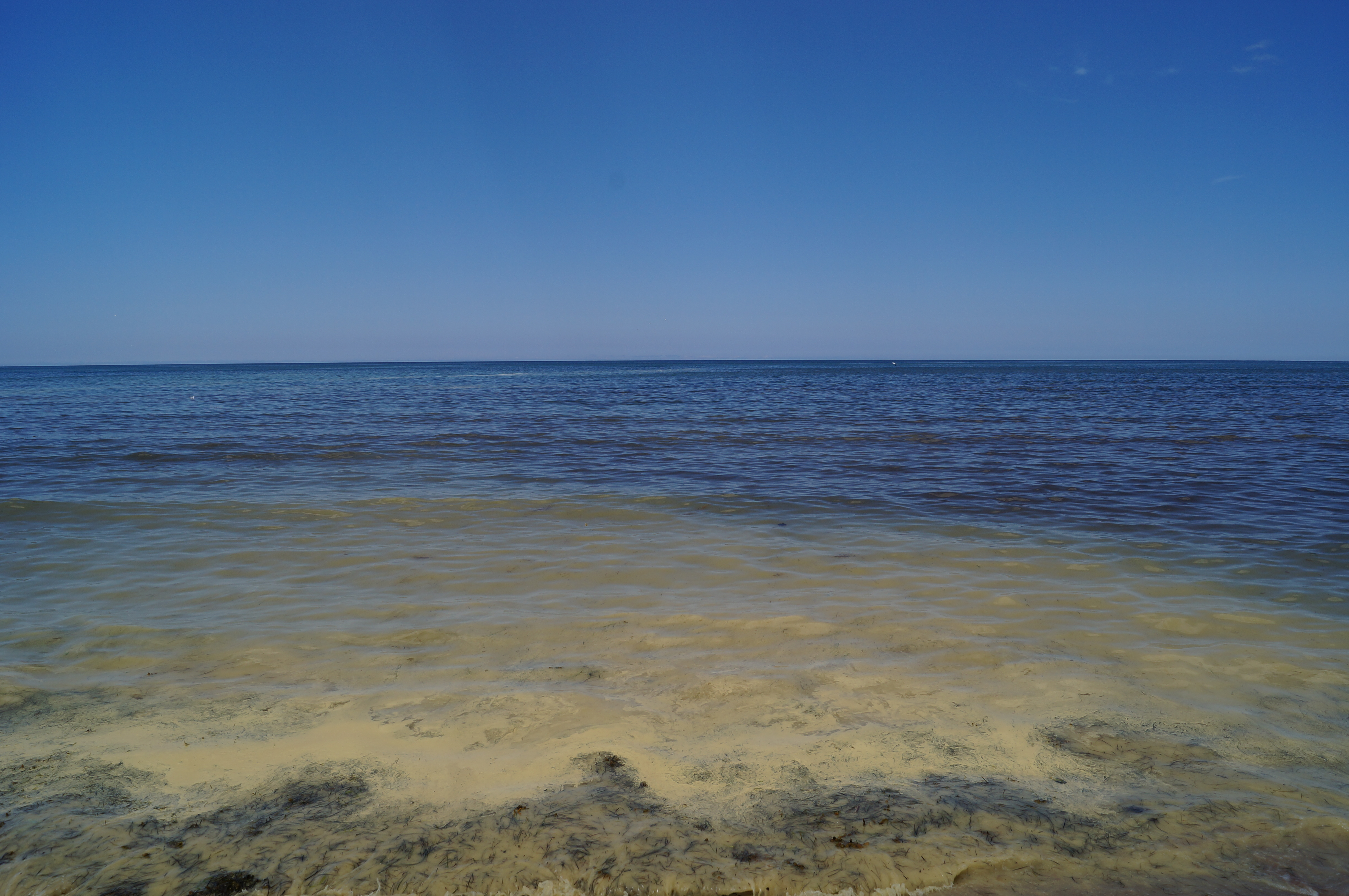 Pine pollen mixed with beach wrack near St. Peter's Harbour