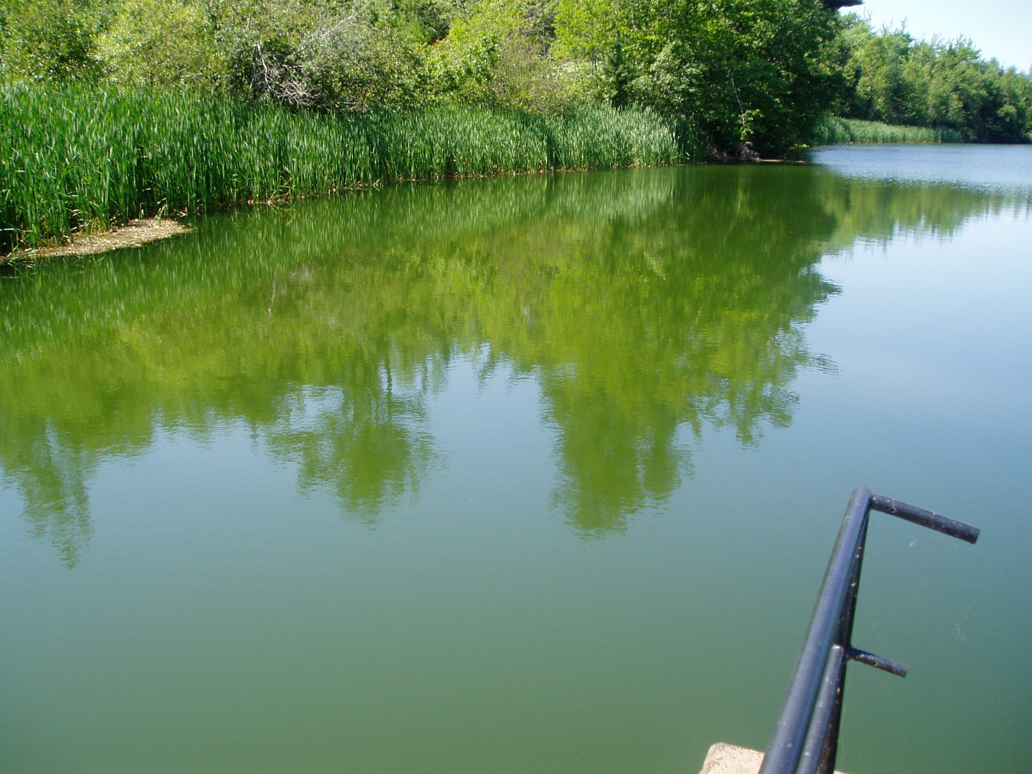 Blue-green algal bloom Blue-green algal bloom