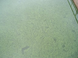 Blue-green algal bloom showing granular appearance