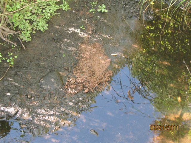 Brown slime, with decaying algae, in a stream