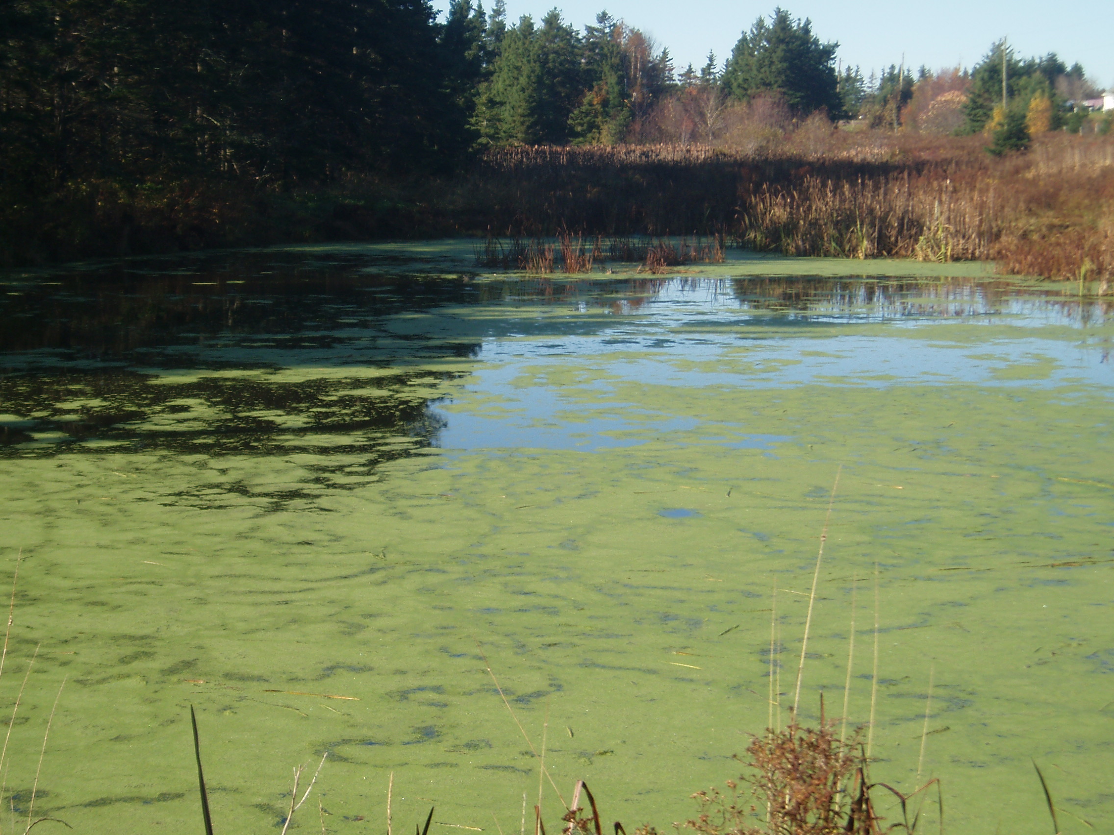 Red, Green and Brown: What's in the Water?