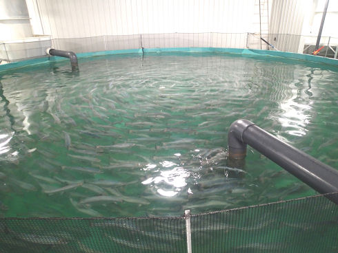 Hundreds of small fish are swimming in a circular pattern in a large blue tank. Two large grey pipes extend into the tank on two sides