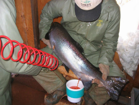 One person, dressed in rain gear, is sitting holding a large fish. Another person, dressed in rain gear, holds a red air tube up to the fish. There is a stream of orangish red eggs flowing from the fish into a small bucket. 
