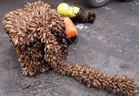 Close up of gear, including a square wire cage and the attached rope sits on an asphalt surface. The gear has been completely covered by hundreds of clubbed tunicates. The tunicates are approximately 50 mm in length and look like a medieval club a