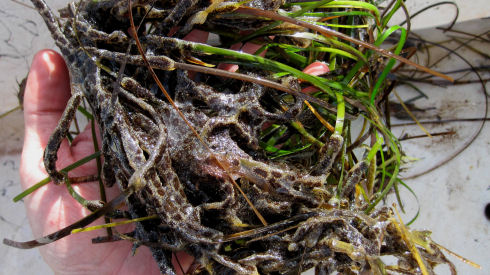 A hand is holding a cluster of green eel grass that has been covered by the goldenstar tunicate. The tunicate grows as a colony and is a brownish colour.