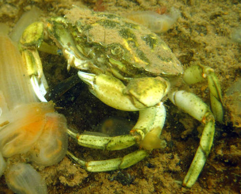 Close up of a green crab holding a live mussel shellfish. The crab is attempting to use its claws to open the mussel shellfish. On the left side of the picture are several vase tunicates (approx. 30 mm in length with a transparent outer covering).