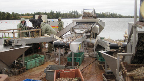 Harvetsing Seed Four men, dressed in rain gear, are shown operating a mechanical oyster grading system near a body of water. Small oyster seed is being delivered to small bins via three different conveyor belts.
