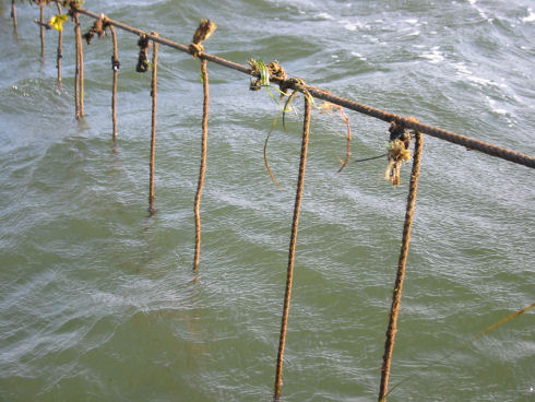 Sections of rope  (1-2 metres long) are suspended from a long rope in the water to collect free swimming mussel larvae