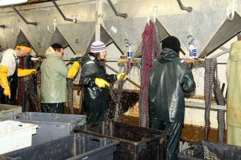 Four staff dressed in rain gear are placing small mussel shellfish into specialized socking material. The socking material is pushed onto a metal tube on the hopper bin. As the mussels are filling the socks, the sock material is pulled off the metal tube.