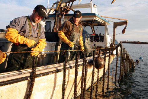 Two guys, dressed in rain gear, ball caps and yellow gloves, are standing on the side of a large fishing vessel tying mussel shellfish socks onto a longline that has been raised out of the water using a hydraulic crane.