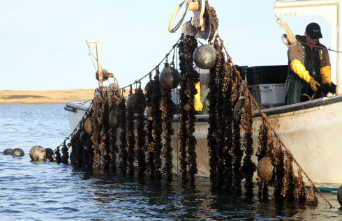 A rope long-line, with vertically suspended mussel shellfish socks, is raised out of the water using a hydraulic crane. Two staff are preparing to inspect the mussel shellfish crop