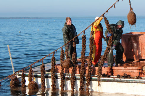 Two men and one woman, dressed in rain gear, are standing on top of insulated tanks in a large fishing vessel. A rope long-line, with mussel shellfish socks suspended vertically, is lifted high into the air using a hydraulic crane. One man lifts a mussel 