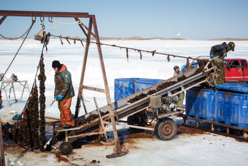 A rope long-line, with vertically suspended mussel shellfish socks, is lifted through a hole cut in the ice. One man stands ready to cut a mussel shellfish sock from the rope long-line and place it on an escalator to drop into large blue tanks. 