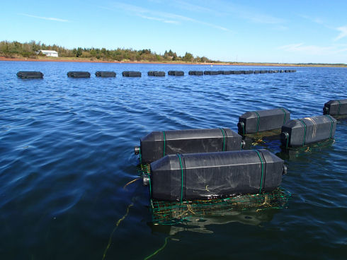 Two rows of floating cages are visible. One row appears in the background near the shore and the other is a close-up of the oyster gear. Each floating cage consists of wire framework, which is underwater, and two black plastic floats. 