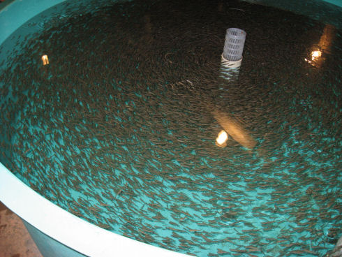 Hundreds of small fish are swimming in a circular pattern in a large blue tank. There is a pipe emerging from the water in the middle of the tank.  