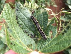 Thistle caterpiller on soybean leaf