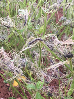 Thistle caterpiller leaf damage on soybeans