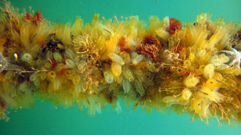 An underwater picture showing hundreds of vase tunicates attached to a rope. The tunicates are a transparent orangish colour. They have a cylindrical body with two siphons that are used to filter the water for food. 