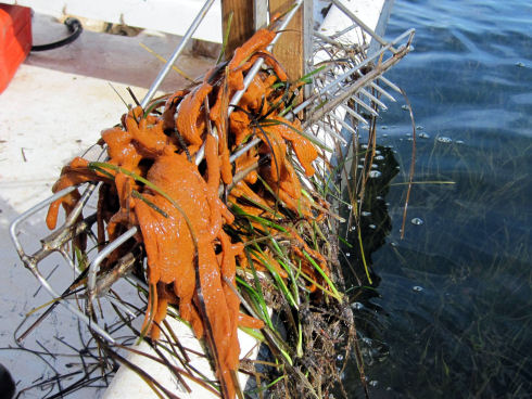 Green eel grass covered with an orange organism, the violet tunicate, is pulled from shallow water using oyster tongs. Oyster tongs resemble two rakes attached together by a hinge in the middle. 