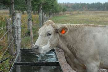 Cow at water trough