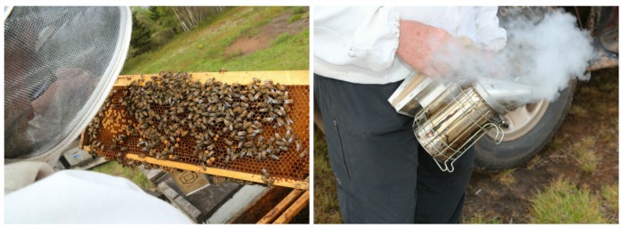 On the left is a wooden frame from a bee hive buzzing with bees. On the right is a smoker used to calm bees down. 