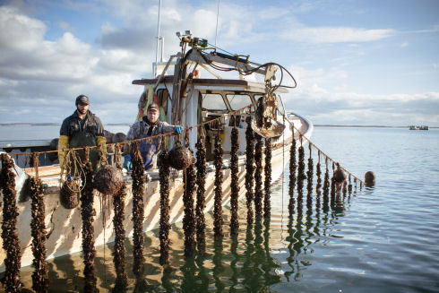 Two mussel growers are standing onboard a fishing vessel in Malpeque Bay. They have lifted the longline out of the water using a large hydraulic boom to inspect the mussel shellfish hanging from the longline.