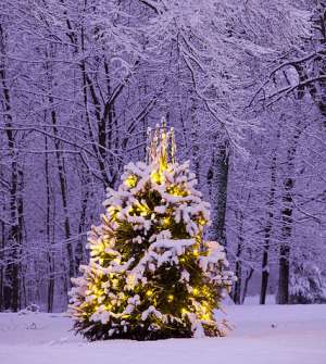 Single lit Christmas tree in wooded area