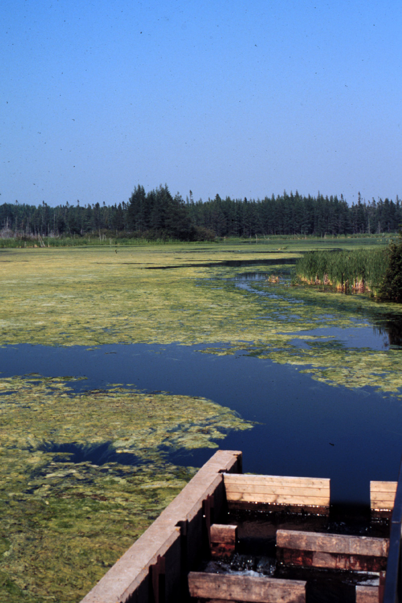 Floating filamentous algae