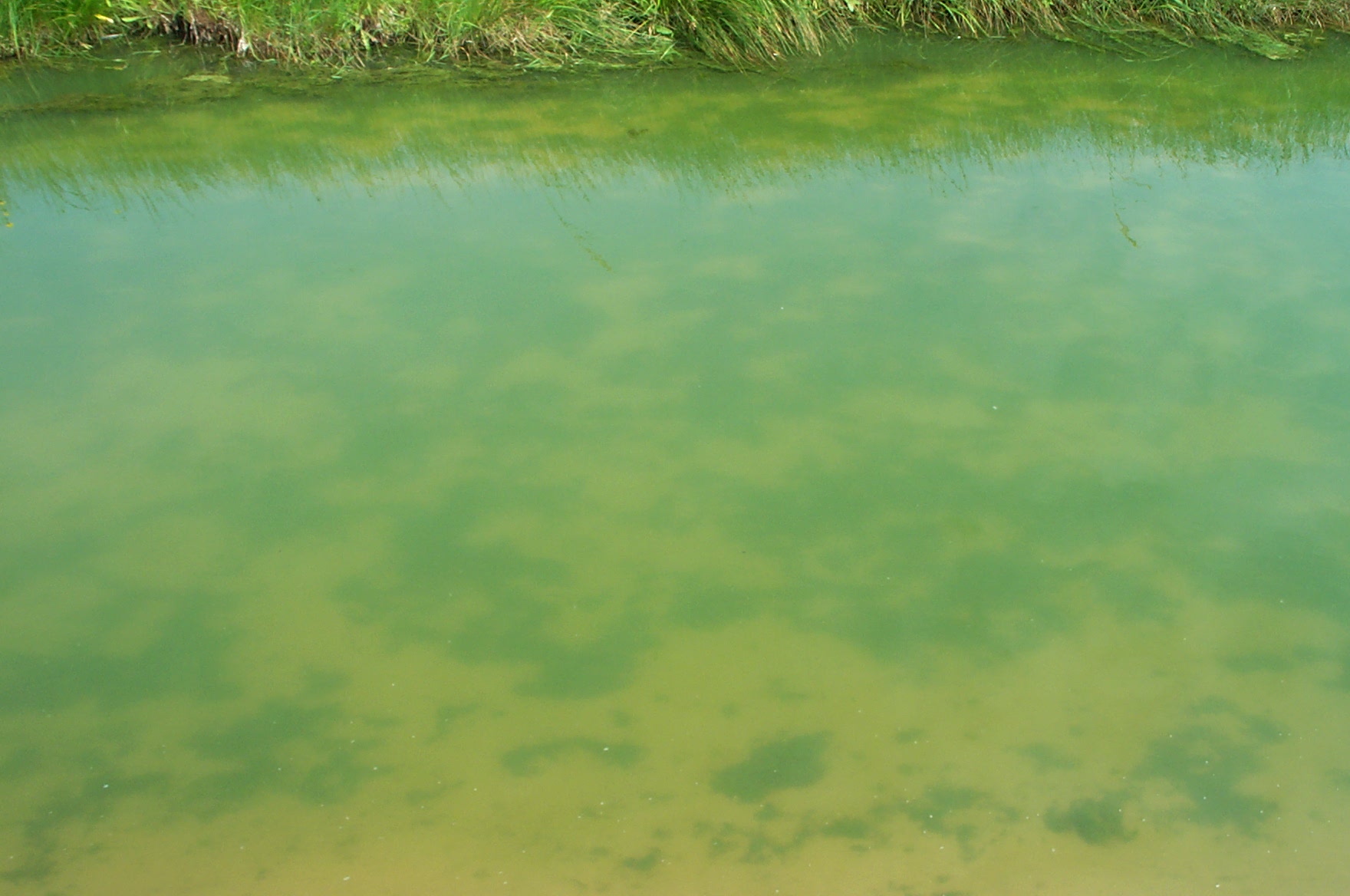 Green filamentous algae on the bottom of a pond