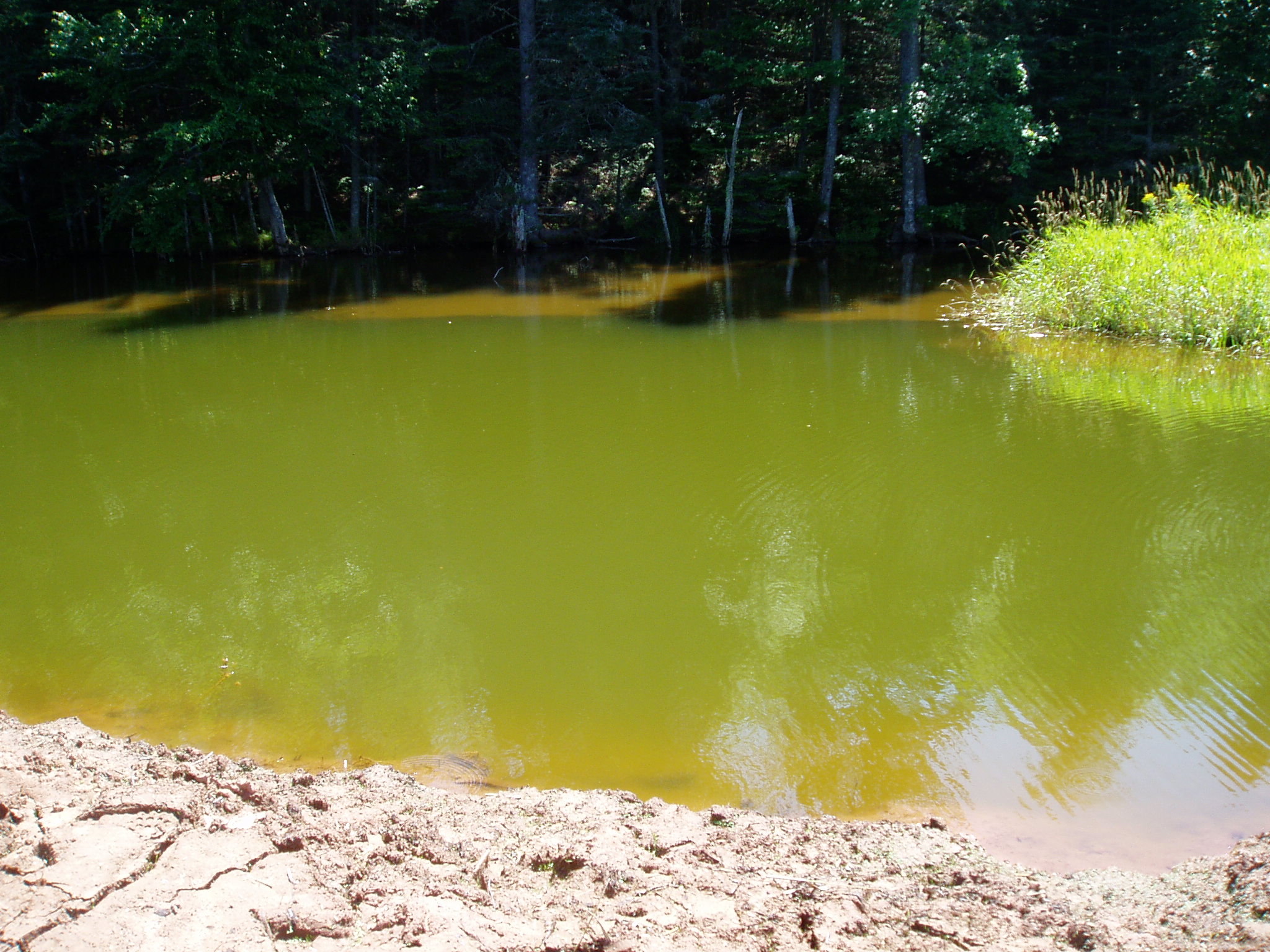 Lime-ricky coloured algal bloom in a pond