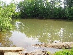 Olive-green algal bloom in a pond