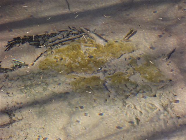 Orange slime in an artesian spring