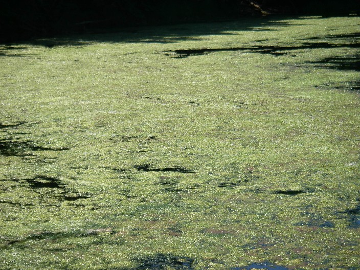 Photo of sea lettuce mat