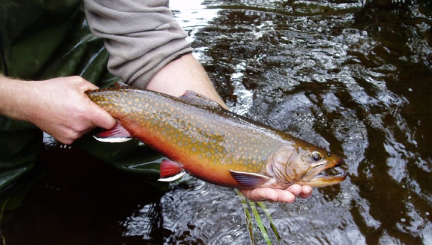 person holding a trout fish