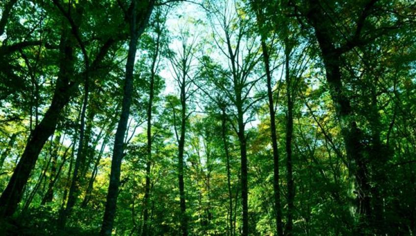 image d'arbres dans une forêt