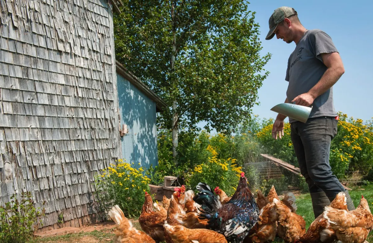 Un jeune homme nourrit des poules par une journée d&#039;été.