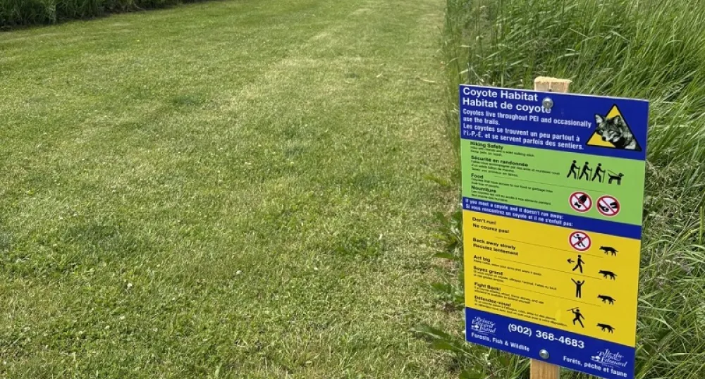 Présence de coyotes dans le réseau de sentiers d’Upton Farmlands et de Beach Grove