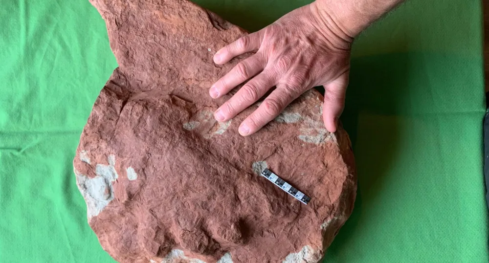 Image of large fossil with man&#039;s hand next to it 