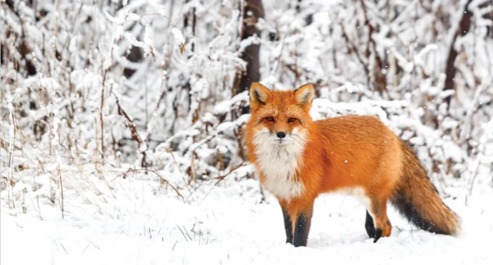 Un renard roux se tient dans la neige avec un arrière-plan hivernal.