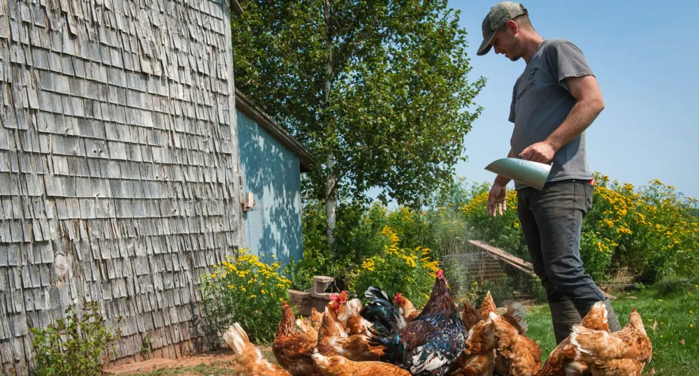 Un jeune homme nourrit des poules par une journée d'été.