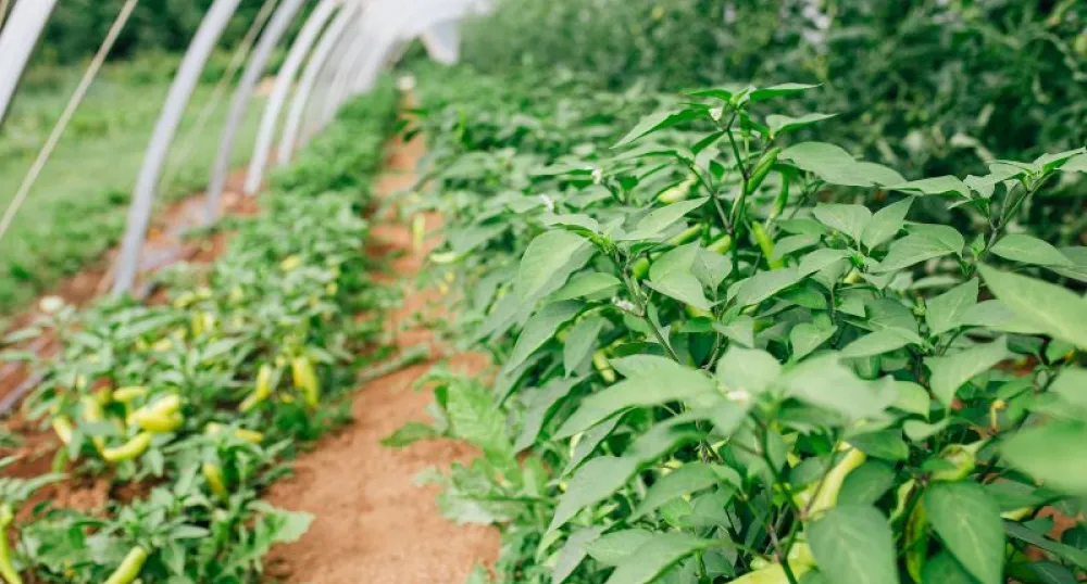 A photo of plants growing in a greenhouse