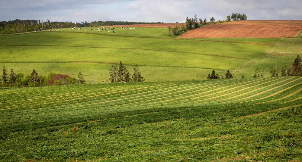 Photo title “Out to Pasture” Submitted by Betty Lou Frizzell-Abbott