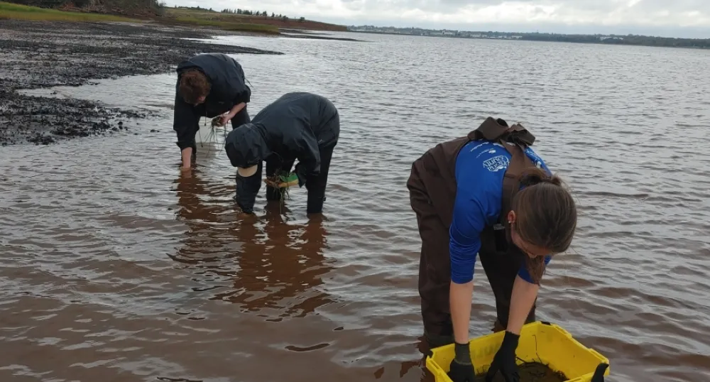 Watershed staff and volunteers working along the coastline