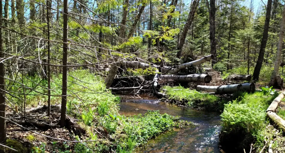 image of fallen tress in forest