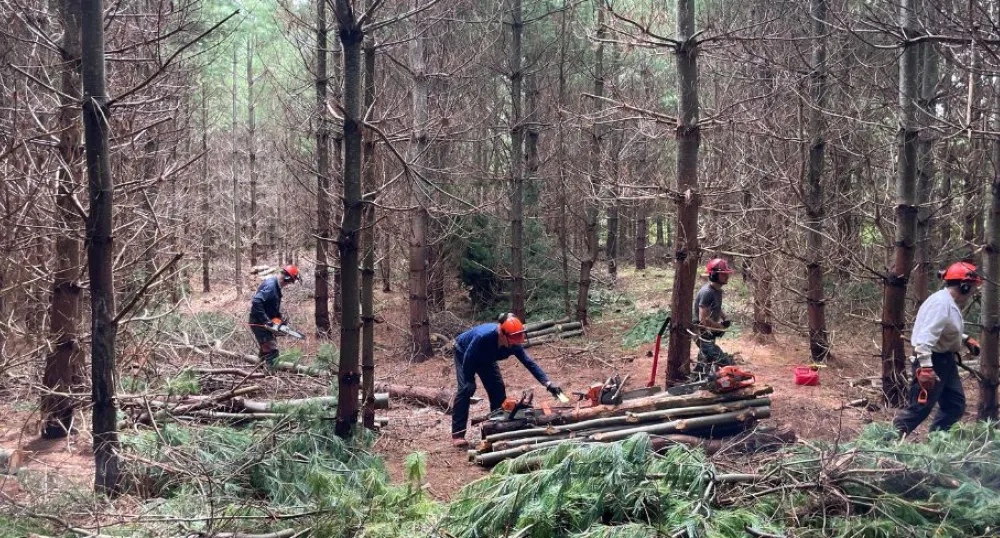 image of foresters working in a forest