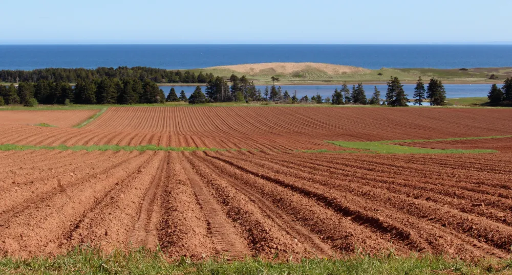 image of a plwoed field with a sand dune in the background