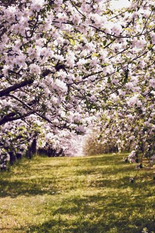 Trees in full blossom in orrchard