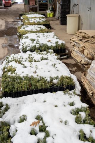 Snow covered trays of tiny fir seedlings.