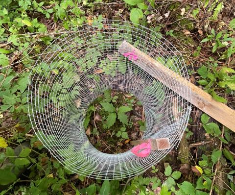 A tiny red oak seedling planted in the ground with a cage around it.