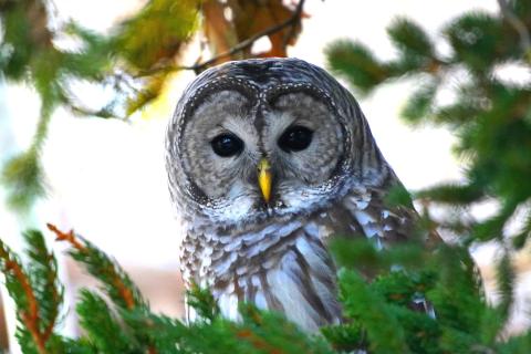 Owl in a tree
